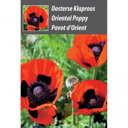 Papaver orientale - 100 Stück als Präsente