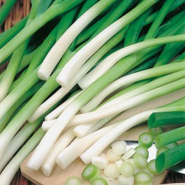 Zwiebel Frühlingszwiebel Biosamen Ishikura