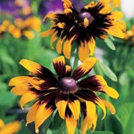 Sonnenhut_Rudbeckia_hirta_Aries