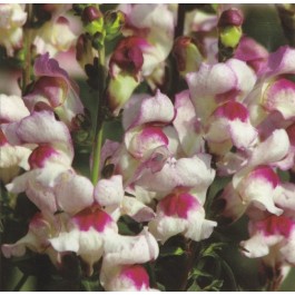 Antirrhinum_Lucky_Lips_Loewenmaeulchen