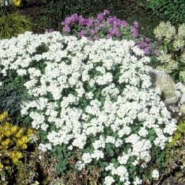 arabis_alpina