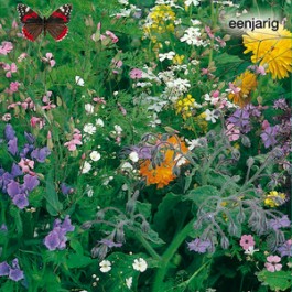 Blumenmix_Schmetterlings-freundlich