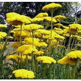 Achillea_filipendulina_Goldgarbe 