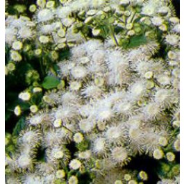 Ageratum_weiss_Leberbalsam