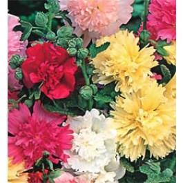 Alcea_rosea_Majorette_Mix_Stockrose