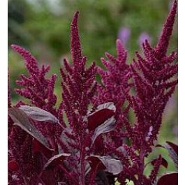 Amaranthus_cruentus_Oeschberg_Fuchsschwanz