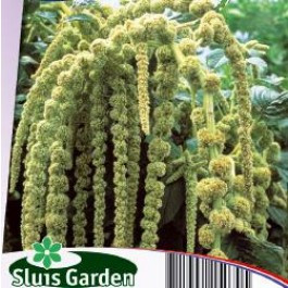 Fuchsschwanz_Amaranthus_caudatus_Green_Cascade