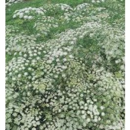 Ammi_majus_Queen_of_Africa_weisser_Dill