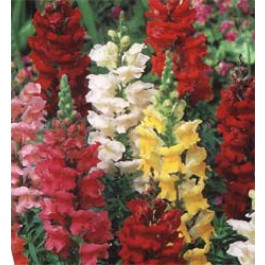 Antirrhinum_majus_Rust_Resistant_Loewenmaeulchen