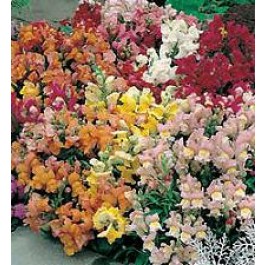 Antirrhinum_majus_Tom_Thumb