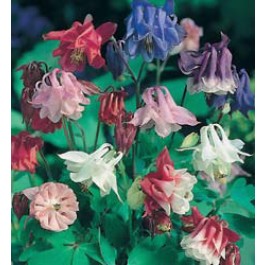 Aquilegia_vulgaris_Biedermeier