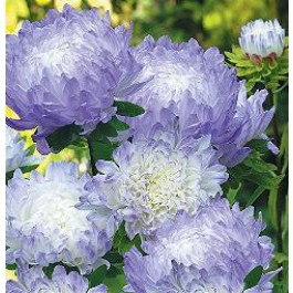 Aster_chinensis_Duchess_Blue_Ice