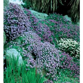 Aubrieta_cultorum_mix_Blaukissen