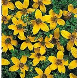Goldmarie_Bidens_humilis_Golden_Eye