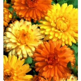 Ringelblume_Calendula_officinalis_Art_Shades