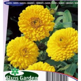 Calendula_officinalis_Ball's_Golden_Yellow