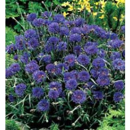 Kornblume_Centaurea_cyanus_Midget_Blue