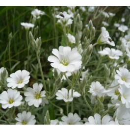 Cerastium_Biebersteinii_Hornkraut