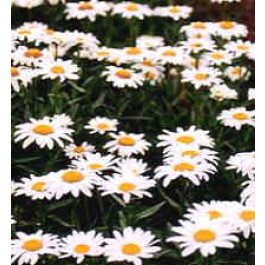 Margerite_Chrysanthemum_maximum_Alaska