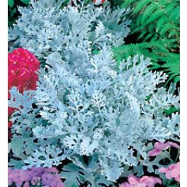 Cineraria_maritima_Silver_Dust_Aschepflanze