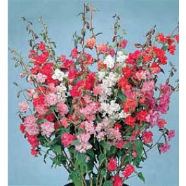 Clarkia_unguiculata_doppelt_Madelröschen
