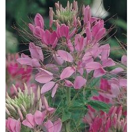 Cleome_hassleriana_Cherry_Queen_Spinnenpflanze