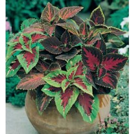 Coleus_blumei_Rainbow_Mix_Buntnessel