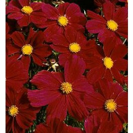 Schmuckkörbchen_Cosmos bipinnatus_Gazebo_Red