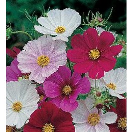 Schmuckkörbchen_Cosmos bipinnatus_Tetra_Versailles_mix 