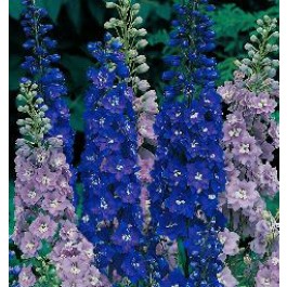 Delphinium_Avalon_mix_Rittersporn