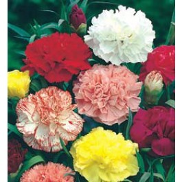 Gartennelke_Dianthus_caryophyllus_Chabaud_Riesen