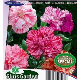 Dianthus_caryophyllus_Fantasy_Picot_Gartennelke