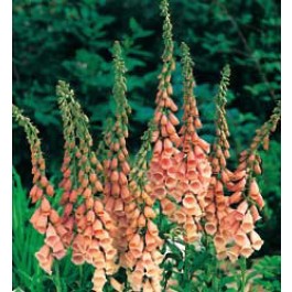 Fingerhut_Digitalis_purpurea_Apricot Delight