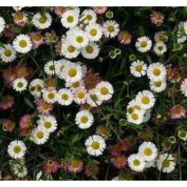 Erigeron karvinskianus mix