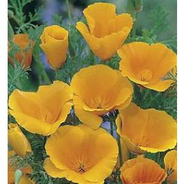 Goldmohn_Eschscholzia_californica_Orange_King