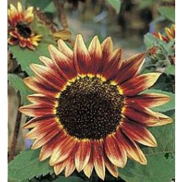 Sonnenblume_Helianthus_annuus_Florenza