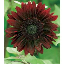Helianthus annuus Moulin Rouge