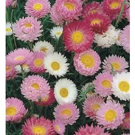 Helipterum_roseum_Giant_Mix_Sonnenflügel