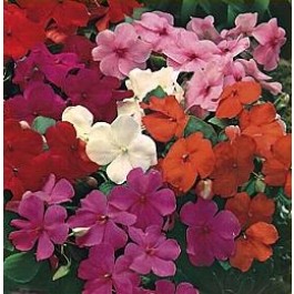 Fleißiges_Lieschen_Impatiens_walleriana_Baby_Mix