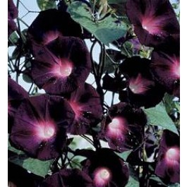 Prunkwinde_Ipomoea_purpurea_Kniola's_Black
