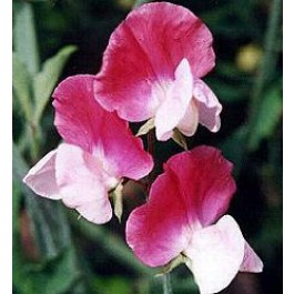 Duftwicke_Lathyrus_odoratus_Painted_Lady