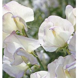 Duftwicke_Lathyrus_odoratus_Hi_Sent