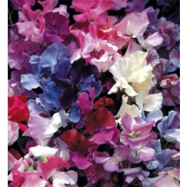 Lathyrus_odoratus_Horizon_mix_Wicke