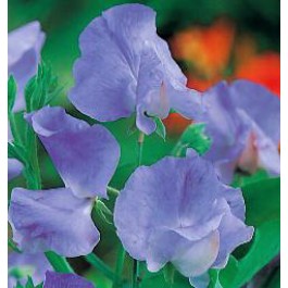 Wicke_Lathyrus_Mammoth_Blue