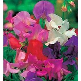 Lathyrus_giant_waved_Duftwicke