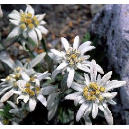 Leontopodium_alpinum_Edelweiss