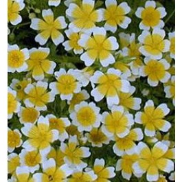 Spiegelei-Blume_Limnanthes_douglasii 