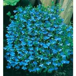 Lobelia_Cambridge_Männertreu_J02456