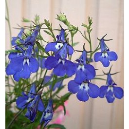 Lobelia_erinus_pendula_Sapphire_Männertreu