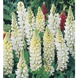 Lupinus_polyphyllus_Noble_Maiden_Lupine_H37321